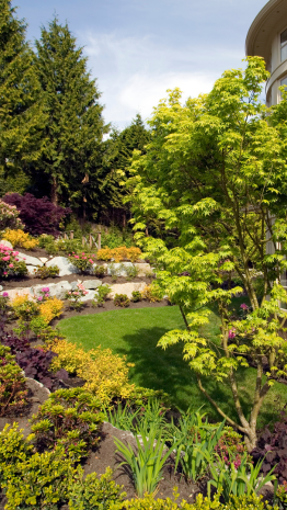 Kit de plantes pour haies et massifs